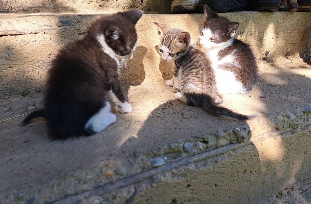 Подарявам малки котета