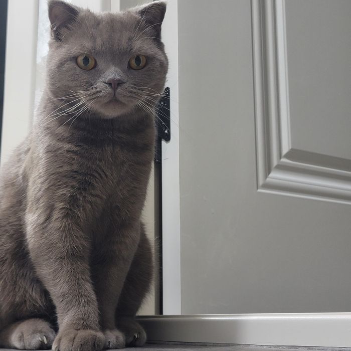 Максим ишини устаси