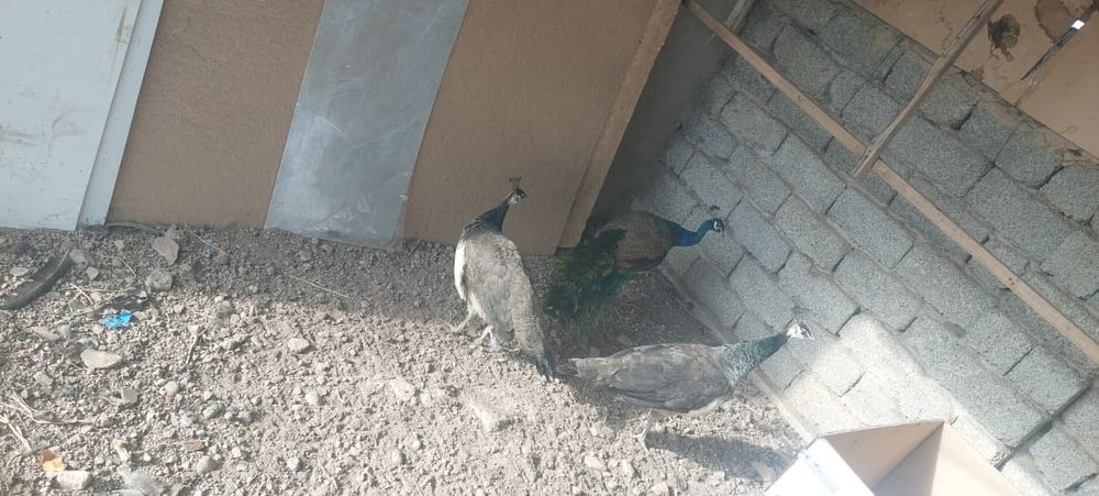 Жар  птица жар птица