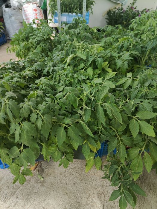 Продам закалённую рассаду