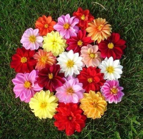 Цветя от производители