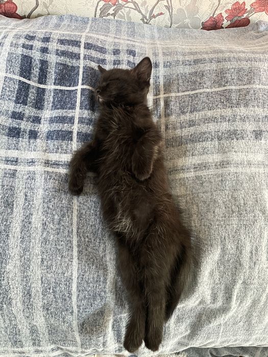 Отдадим котенка в добрые руки