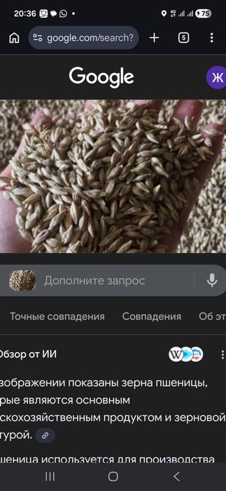 Продам рис в шелухе