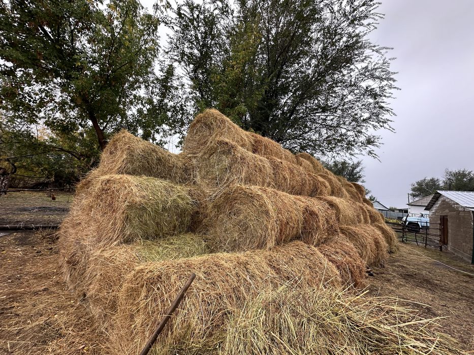 Рулон шөп сатамын 100 шт