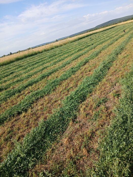 Baloti rotunzi de lucernă