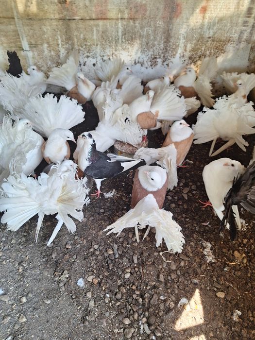 Porumbei pave porumbei