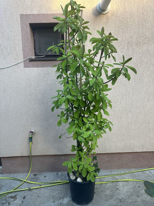 Flori interior/exterior