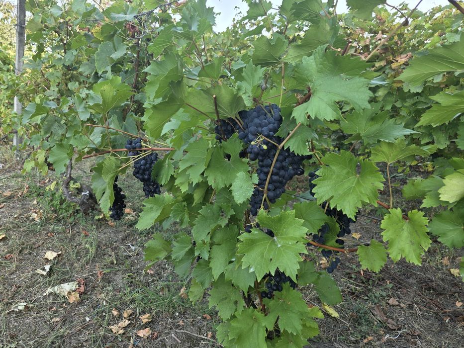 Struguri  Albi de vin