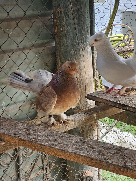 Vand porumbei mix cu siberieni si o pereche rolleri de Cluj