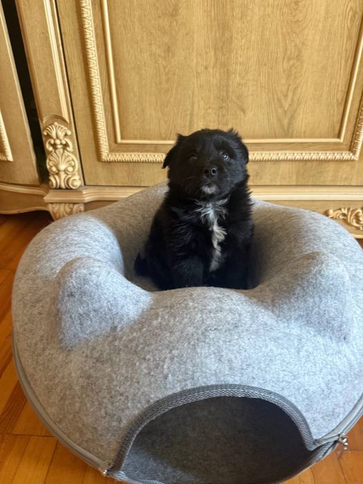 Самый красивый щенок в добрые руки