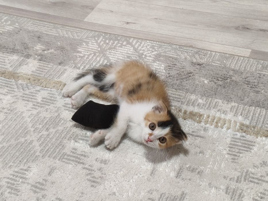Отдам Котёнка девочку