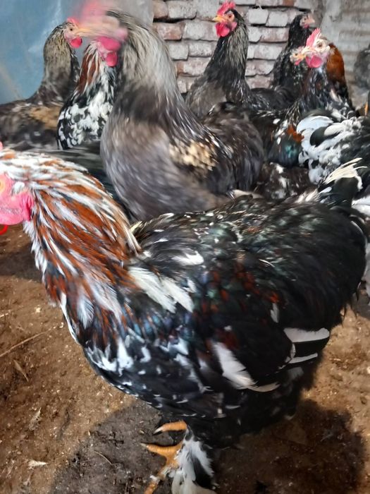 Продавам Млади Петли