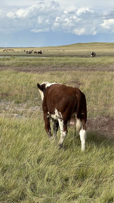 Подсос бұқалар акбас