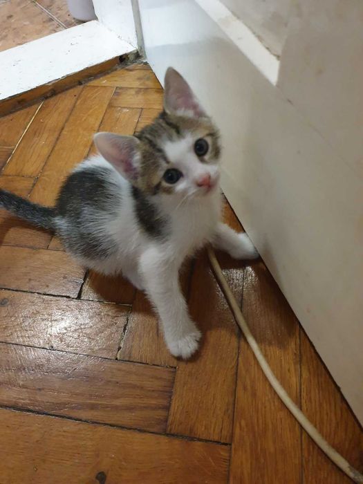 Две котенца подрастващи