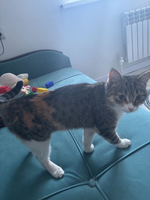 Отдам кошку в добрые руки