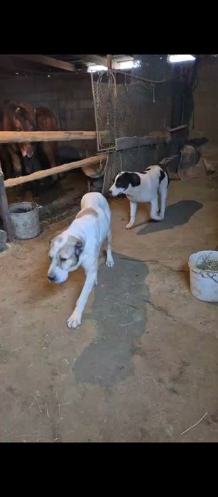 Алабай сатылады ұрғашы еркек