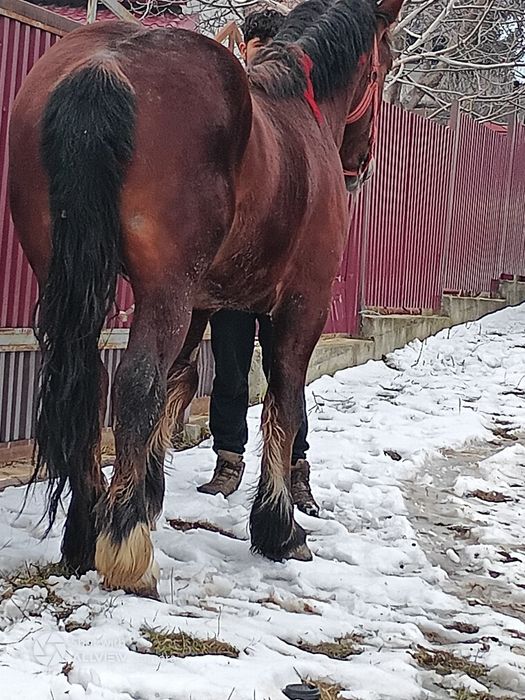 Vând mânz 3 ani învățat la pădure . Merge și în unu și la doi .