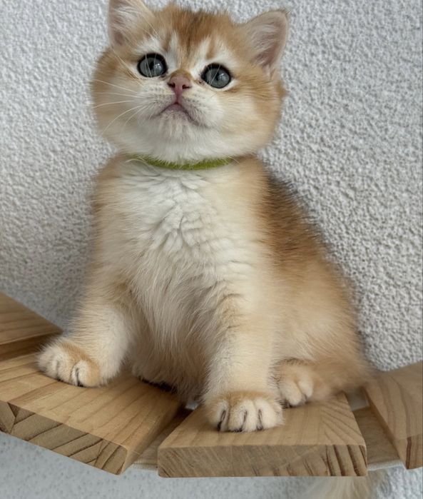 British shorthair golden de ELITA !! Certificat pedigree WCF