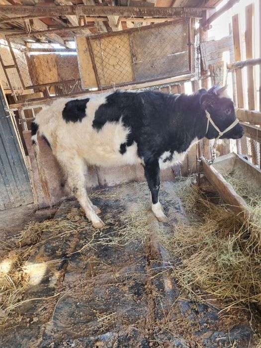 Қашар сатылады шұғыл түрде!!!