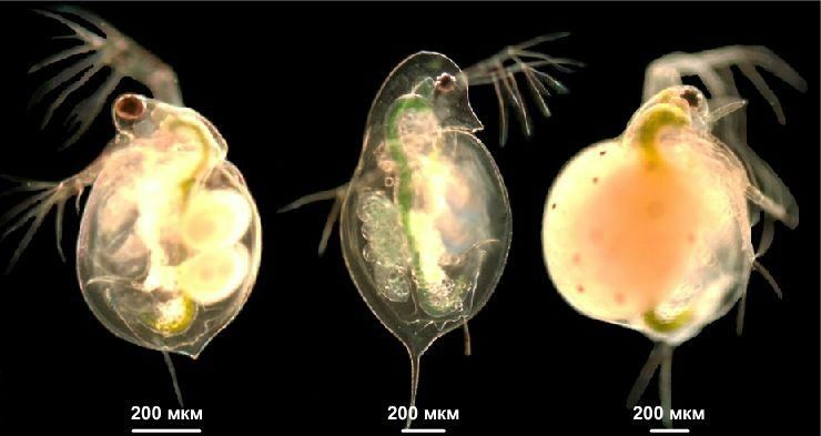 Дафния магня бор