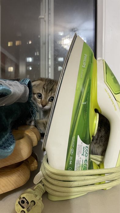 Котенок Продается