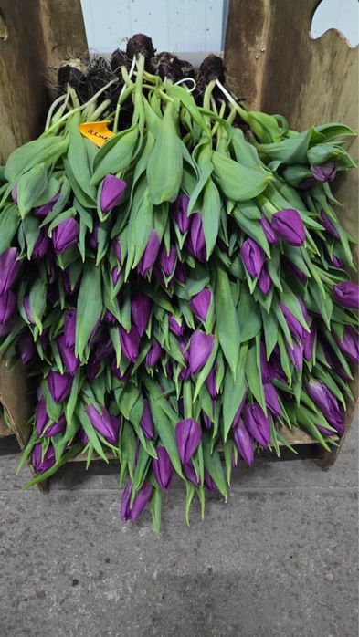 Тюльпаны оптом Астана