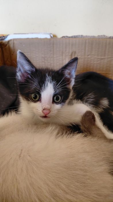 Donez 5 pui de pisica