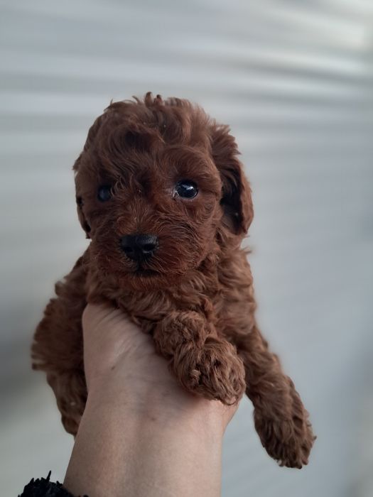 Пуделчета    Той