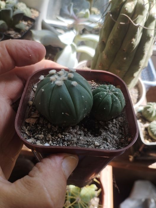 Суккуленты , Кактусы продаю