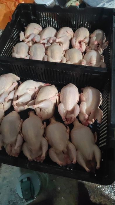 Перепелки на заказ