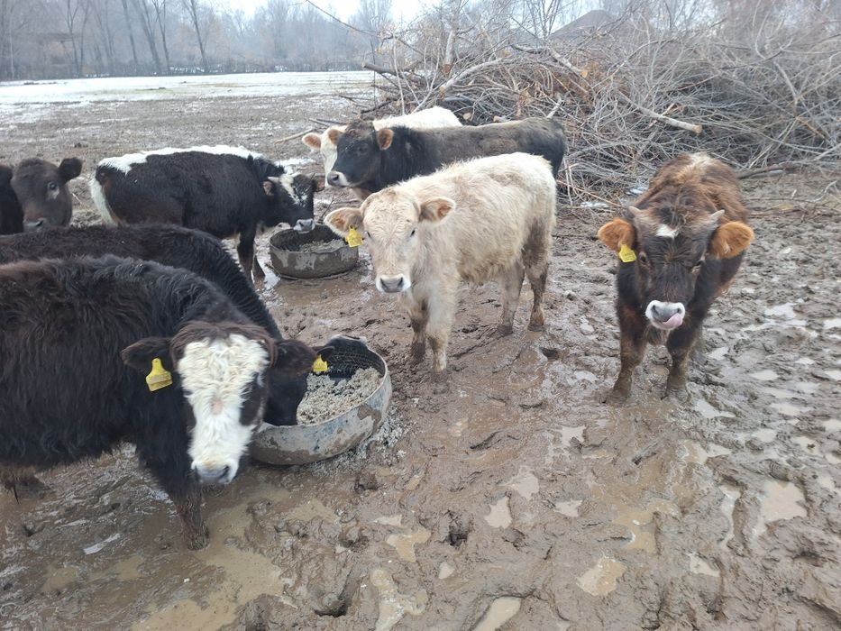 14 бас еркек тайыншалар сатлады