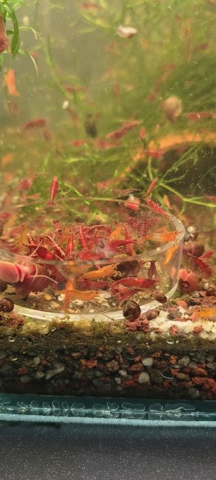 Creveti red cherry acvariu