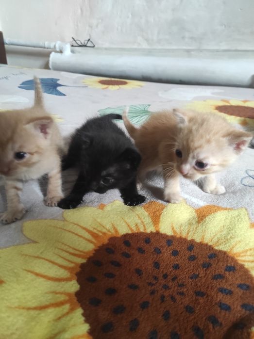 Отдам малышей в добрые, заботливые руки