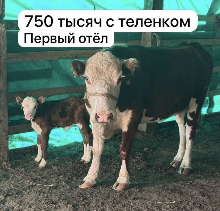 Продам дойных коров с телятами