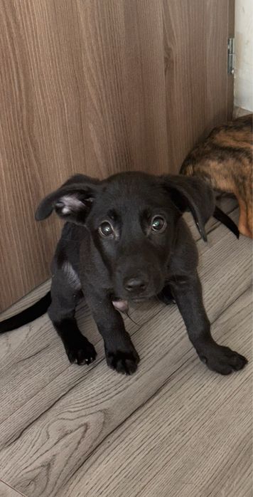 Лео търси семейство