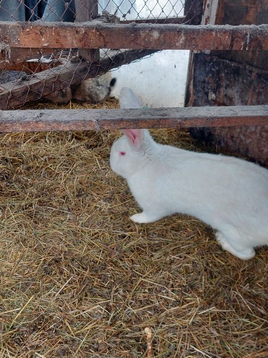 Кролики белый великан