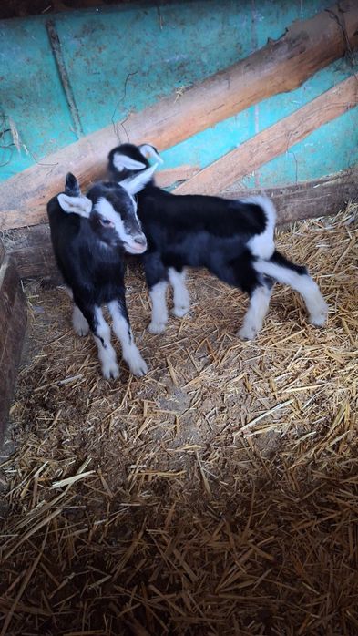 Продавам малки ярета българска бяла млечна