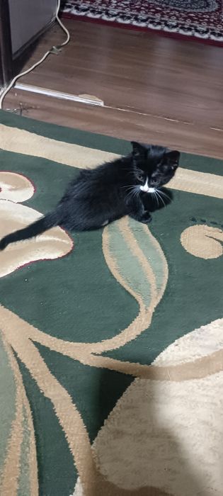 Мушук уй бокилган