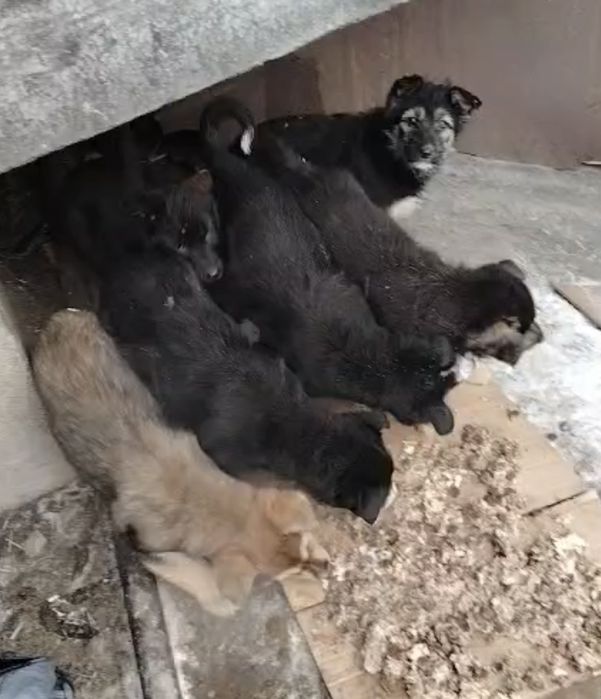 Щенки в добрые руки