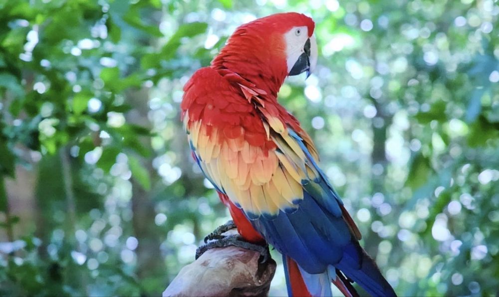 Продам . Лазерный проэктор Jenovox 3000 pro