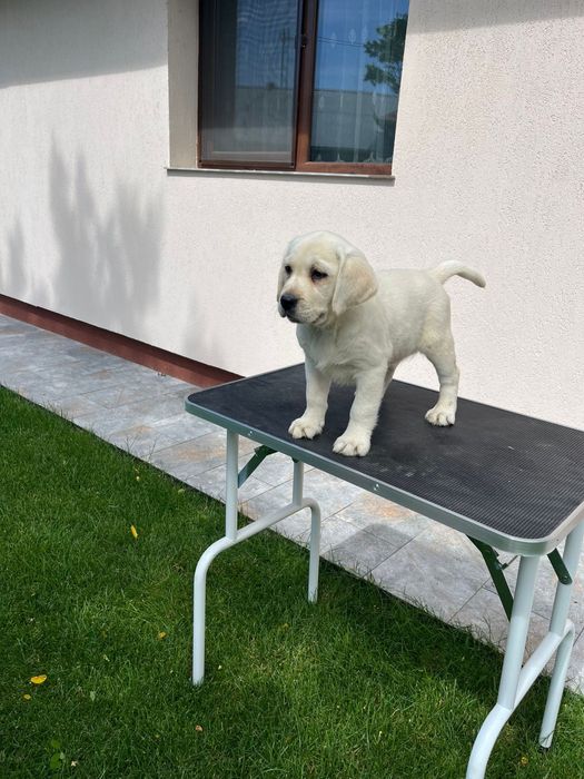 Labrador Retriver