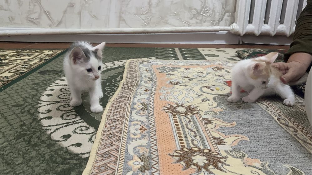 2 мысық тегін беріледі