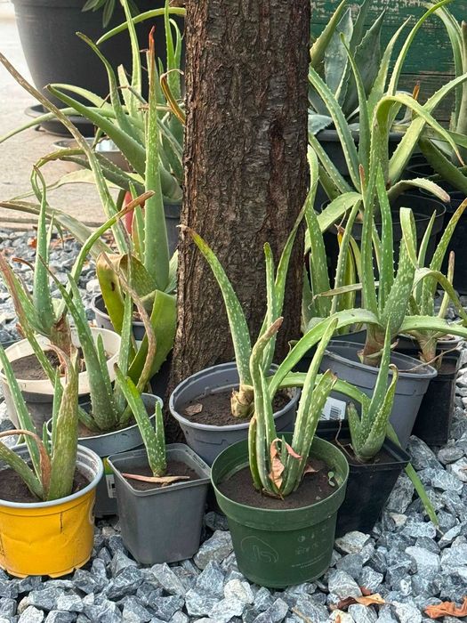 Aloe Vera (Aloe barbadensis Miller) în ghiveci | Plante mari și pui | Voluntari - București