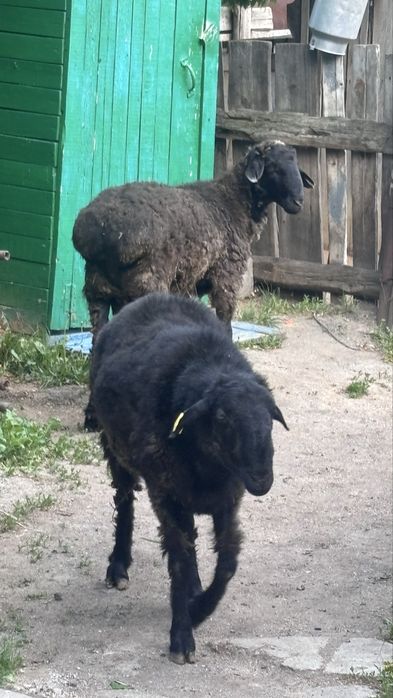 Продам большой кошкар