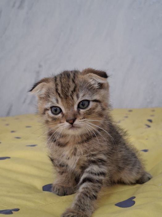 Zotdor mushuk sotiladi