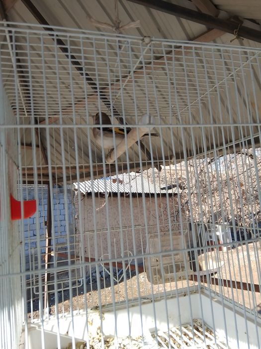 Продаётся  Пепил шегол