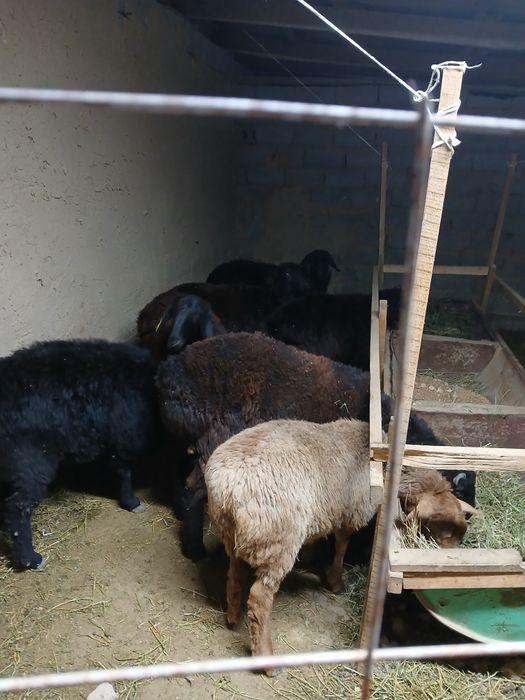 Семиз токтылар сатылады