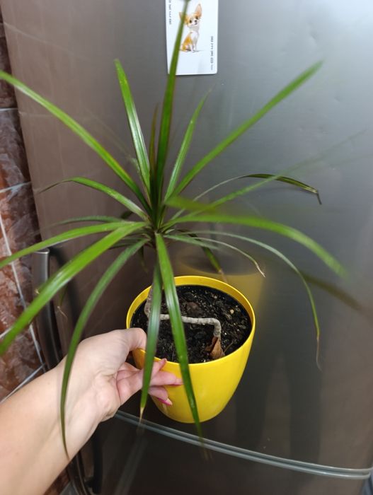 Продам драцена маргината антуриум  сингониум фикус Али