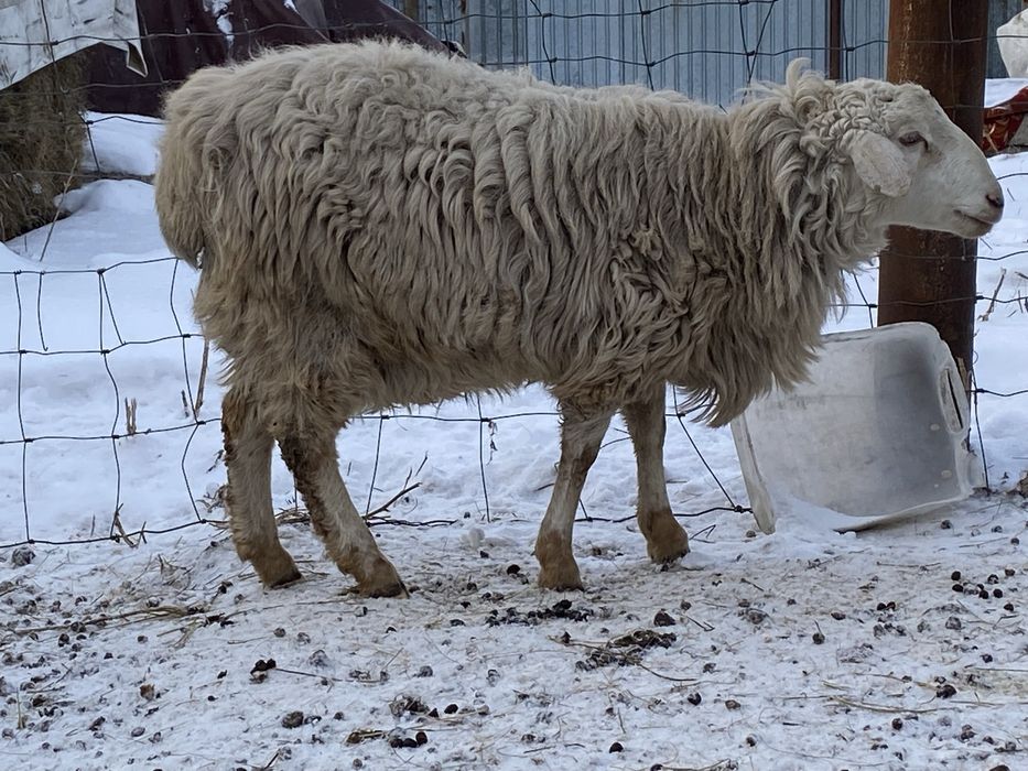 Продам баран кошкар