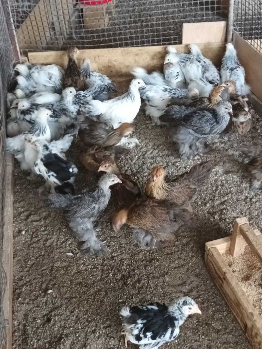 Brahma si cochinchina pui disponibili